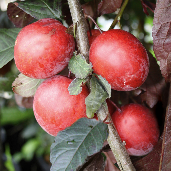 Prunus cerasifera Trailblazer 03 Fruechte.jpg